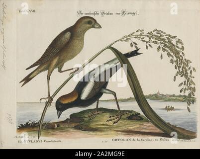 Dolichonyx oryzivora, Ausdrucken, die bobolink (Dolichonyx oryzivorus) ist eine kleine Neue Welt Amsel und das einzige Mitglied der Gattung Dolichonyx. Eine alte Bezeichnung für diese Art ist der "Reis Vogel Stockfoto