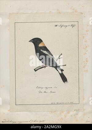 Dolichonyx oryzivora, Ausdrucken, die bobolink (Dolichonyx oryzivorus) ist eine kleine Neue Welt Amsel und das einzige Mitglied der Gattung Dolichonyx. Eine alte Bezeichnung für diese Art ist der "Reis Vogel Stockfoto