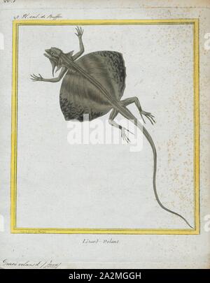 Draco Volans, Drucken, Draco Volans, die gemeinsame Flying Dragon, ist eine Pflanzenart aus der Gattung der Eidechse endemisch in Südostasien. Wie die anderen Mitglieder der Gattung Draco, diese Sorte hat die Fähigkeit, mit winglike seitlichen Verlängerungen der Haut namens patagia zu gleiten., 1700-1880 Stockfoto