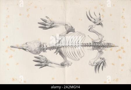 Echidna spec., Drucken, Echidnas, manchmal bekannt als Stacheligen Ameisenbären, gehören zur Familie Tachyglossidae monotreme in der Reihenfolge der eierlegende Säugetiere. Die vier bestehenden Arten der Schnabeligel und Schnabeltiere sind die einzigen lebenden Säugetiere, die Eier legen und der einzige Überlebende Mitglieder des Ordens Monotremata. Die Ernährung von einigen Arten besteht aus Ameisen und Termiten, aber sie sind nicht eng mit dem wahren Ameisenbären Amerikas, die xenarthrans Verwandte, Faultiere und Gürteltiere. Echidnas leben in Australien und Neuguinea., Skelett Stockfoto