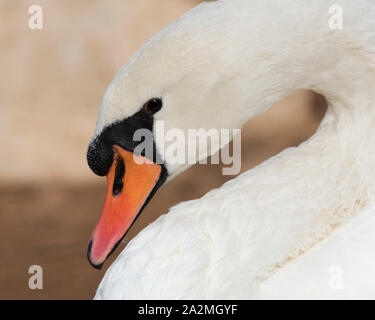 Höckerschwan hautnah Stockfoto