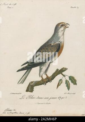 Elanus melanopterus, Ausdrucken, die Black-winged Kite (Elanus caeruleus), auch bekannt als der schwarze - geschultert Kite (nicht mit der eng verwandten australischer Tiere mit dem gleichen Namen zu verwechseln), ist eine kleine tagaktive Raubvögel in der Familie Accipitridae am besten bekannt für seine Gewohnheit des Schwebens über offene Grasland in der Art und Weise des viel kleineren Turmfalken. Dieses Eurasischen und Afrikanischen Arten war manchmal mit dem Australischen Schwarz kombiniert - geschultert Kite (Elanus axillaris) und die White-tailed Kite (Elanus leucurus) von Nord- und Südamerika, bilden zusammen eine superspecies. Dieser Drachen ist Stockfoto