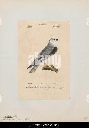 Elanus melanopterus, Ausdrucken, die Black-winged Kite (Elanus caeruleus), auch bekannt als der schwarze - geschultert Kite (nicht mit der eng verwandten australischer Tiere mit dem gleichen Namen zu verwechseln), ist eine kleine tagaktive Raubvögel in der Familie Accipitridae am besten bekannt für seine Gewohnheit des Schwebens über offene Grasland in der Art und Weise des viel kleineren Turmfalken. Dieses Eurasischen und Afrikanischen Arten war manchmal mit dem Australischen Schwarz kombiniert - geschultert Kite (Elanus axillaris) und die White-tailed Kite (Elanus leucurus) von Nord- und Südamerika, bilden zusammen eine superspecies. Dieser Drachen ist Stockfoto