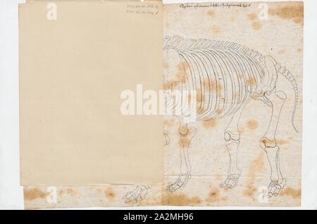 Elephas Africanus, Drucken, den afrikanischen Busch Elefant (Loxodonta africana), auch bekannt als der Afrikanischen Savanne Elefant ist das größte lebende Landtier mit Bullen erreichen eine Schulterhöhe von bis zu 3,96 m (13.0 ft). Beide Geschlechter haben stoßzähne, die ausbrechen, wenn Sie 1 - 3 Jahre alt und während des gesamten Lebens wachsen., Skelett Stockfoto