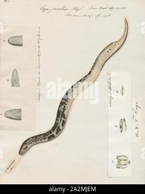 Eryx jaculus, Drucken, Eryx jaculus, die gemeinhin als die Javelin Sand boa genannt, ist eine Pflanzenart aus der Gattung der Schlange in der boidae Familie. Es ist die einzige Art der Gattung Eryx., 1700-1880 Stockfoto