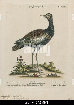 Eupodotis bengalensis, Ausdrucken, die Bengalen florican (Houbaropsis bengalensis), auch genannt Bengal bustard, ist ein bustard Tierarten, dem indischen Subkontinent, in Kambodscha und Vietnam. Es ist, als Kritisch gefährdet auf der Roten Liste der IUCN aufgeführt, da weniger als 1 000 Personen geschätzt wurden lebendig wie von 2017 zu sein. Es ist das einzige Mitglied der Gattung Houbaropsis., 1700-1880 Stockfoto