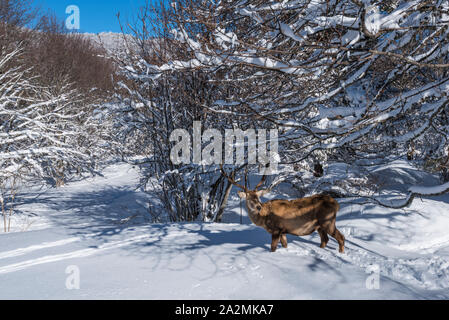 Ein Rotwild Hirsch in einem Wald mit tiefem Schnee Stockfoto