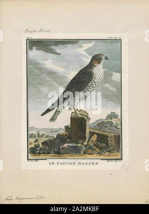 Falco peregrinus, Drucken, DER WANDERFALKE (FALCO PEREGRINUS), auch als die Peregrine bekannt und historisch als die Ente hawk in Nordamerika, ist eine weit verbreitete Raubvogel (Raptor) in der Familie Falconidae. Eine große, Krähe, Falcon, es hat eine blau-grau zurück, verjähren weiße Unterseite und einen schwarzen Kopf. Die Peregrine ist bekannt für seine Geschwindigkeit und erreicht über 320 km/h (200 mph) während seiner charakteristischen Jagd stoop (High-Speed-Tauchgang) und ist damit der schnellste Vogel der Welt und der schnellste Mitglied der Animal Kingdom. Nach einem National Geographic TV-Programm, die höchste gemessene Geschwindigkeit Stockfoto