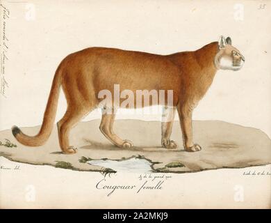 Felis concolor, Drucken, den Cougar (Puma concolor), häufig auch durch andere Namen einschließlich Mountain Lion, Panther, Puma bekannt und Catamount, ist ein großer Felid der Unterfamilie Felinae native auf den Americas. Die Palette aus dem kanadischen Yukon in den südlichen Anden Südamerikas, ist der breiteste von allen großen Wilden terrestrische Säugetier in der westlichen Hemisphäre. Eine anpassungsfähige, Generalist Arten, der Cougar ist in den meisten amerikanischen Lebensraumtypen gefunden. Es ist die größte Katze in Nordamerika, und der zweite - schwerste Katze in der Neuen Welt nach dem Jaguar. Geheimnisvoll und weitgehend alleine durch die Natur, die Stockfoto