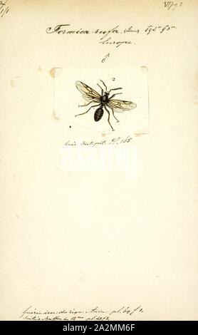 Formica, Drucken, Formica ist eine Gattung aus der Familie Formicidae Ameisen, die gemeinhin als Waldameisen, Damm Ameisen bekannt, thatching Ameisen, und Feld Ameisen. Formica ist die Art der Gattung der Formicidae, und der unterfamilie Formicinae. Die einzige Art der Gattung Formica ist die Europäische rote Waldameise Formica Rufa. Ameisen der Gattung in der Regel zwischen 4 und 8 mm lang werden. Stockfoto