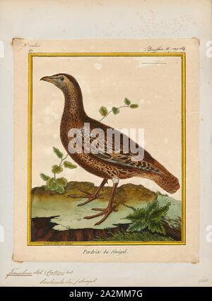 Francolinus bicalcaratus, Drucken, das Doppel-trieb francolin (Pternistis bicalcaratus) ist ein gamebird in den Fasan Familie der Ordnung Galliformes Phasianidae, Hühner- Vögel., 1700-1880 Stockfoto