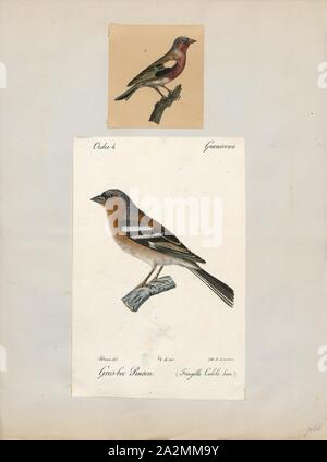 Fringilla Coelebs, Drucken, die gemeinsame Buchfink (Fringilla coelebs), in der Regel einfach als Buchfink bekannt, ist eine häufige und weit verbreitete Schmetterling (Tagfalter) aus der Familie der Finken. Das Männchen ist hell gefärbt mit einem blau-grauen Kappe und Rost-rot underparts. Das Weibchen ist viel langweiliger in der Färbung, aber beide Geschlechter haben zwei kontrastierenden weißen Flügel bars und weiße Seiten auf den Schwanz. Der männliche Vogel hat eine starke Stimme und singt von exponierten Sitzstangen einen Gehilfen anzuziehen., 1700-1880 Stockfoto