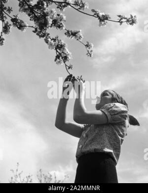 Eine junge Frau spielt mit den Sky eines Baumes, Deutschland 1930er Jahre. Eine junge Frau spielt mit den Blüten des Baumes, Deutschland 1930. Stockfoto