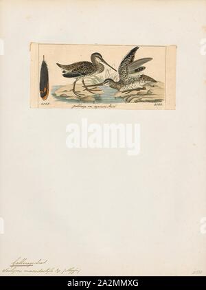 Gallinago macrodactyla, Drucken, die madagassischen Bekassine (Gallinago macrodactyla) ist eine kleine stämmige Wader. Er brütet nur in den feuchten östliche Hälfte von Madagaskar, von Meereshöhe bis zu 2, 700 m, mehr gemeinsame oberhalb 700 m. Es ist nicht-wandernden., 1820-1860 Stockfoto