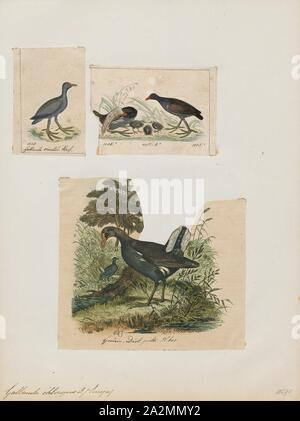 Gallinula chloropus, Drucken, die gemeinsame Sumpfhuhn (Gallinula chloropus) (auch bekannt als waterhen, das Huhn Sumpf, und als gemeinsame gallinule ist eine Vogelart in der Familie der Indopazifischen Erdtauben (Schiene). Es wird in vielen Teilen der Alten Welt verteilt., 1700-1880 Stockfoto