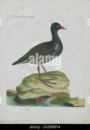 Gallinula chloropus, Drucken, die gemeinsame Sumpfhuhn (Gallinula chloropus) (auch bekannt als waterhen, das Huhn Sumpf, und als gemeinsame gallinule ist eine Vogelart in der Familie der Indopazifischen Erdtauben (Schiene). Es wird in vielen Teilen der Alten Welt verteilt., 1790-1796 Stockfoto