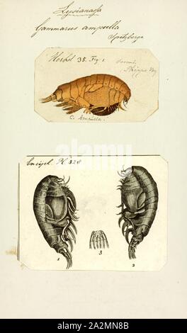Gammarus Ampulle, Drucken, Gammarus ist ein amphipod crustacean Gattung aus der Familie Gammaridae. Es enthält mehr als 200 beschriebenen Arten und ist damit einer der am meisten speciose Gattungen von Krebstieren. Verschiedene Arten unterschiedliche optimale Bedingungen, insbesondere in bezug auf die Salinität und unterschiedliche Toleranzen; Gammarus pulex, zum Beispiel, ist ein reines Süßwasser-Arten, während Gammarus locusta ist Mündungs-, nur Leben, wo der Salzgehalt ist größer als 25. Stockfoto
