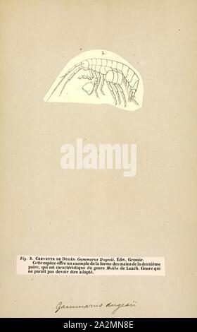 Gammarus dugesii, Drucken, Gammarus ist ein amphipod crustacean Gattung aus der Familie Gammaridae. Es enthält mehr als 200 beschriebenen Arten und ist damit einer der am meisten speciose Gattungen von Krebstieren. Verschiedene Arten unterschiedliche optimale Bedingungen, insbesondere in bezug auf die Salinität und unterschiedliche Toleranzen; Gammarus pulex, zum Beispiel, ist ein reines Süßwasser-Arten, während Gammarus locusta ist Mündungs-, nur Leben, wo der Salzgehalt ist größer als 25. Stockfoto