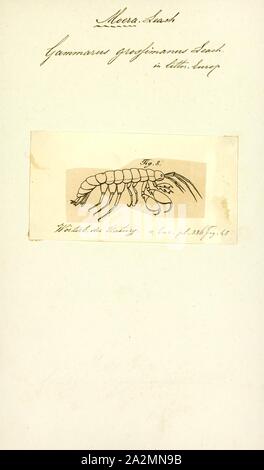 Gammarus grossimanus, Drucken, Gammarus ist ein amphipod crustacean Gattung aus der Familie Gammaridae. Es enthält mehr als 200 beschriebenen Arten und ist damit einer der am meisten speciose Gattungen von Krebstieren. Verschiedene Arten unterschiedliche optimale Bedingungen, insbesondere in bezug auf die Salinität und unterschiedliche Toleranzen; Gammarus pulex, zum Beispiel, ist ein reines Süßwasser-Arten, während Gammarus locusta ist Mündungs-, nur Leben, wo der Salzgehalt ist größer als 25. Stockfoto
