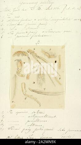 Gammarus mutilus, Drucken, Gammarus ist ein amphipod crustacean Gattung aus der Familie Gammaridae. Es enthält mehr als 200 beschriebenen Arten und ist damit einer der am meisten speciose Gattungen von Krebstieren. Verschiedene Arten unterschiedliche optimale Bedingungen, insbesondere in bezug auf die Salinität und unterschiedliche Toleranzen; Gammarus pulex, zum Beispiel, ist ein reines Süßwasser-Arten, während Gammarus locusta ist Mündungs-, nur Leben, wo der Salzgehalt ist größer als 25. Stockfoto