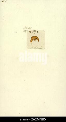 Gammarus podurus, Drucken, Gammarus ist ein amphipod crustacean Gattung aus der Familie Gammaridae. Es enthält mehr als 200 beschriebenen Arten und ist damit einer der am meisten speciose Gattungen von Krebstieren. Verschiedene Arten unterschiedliche optimale Bedingungen, insbesondere in bezug auf die Salinität und unterschiedliche Toleranzen; Gammarus pulex, zum Beispiel, ist ein reines Süßwasser-Arten, während Gammarus locusta ist Mündungs-, nur Leben, wo der Salzgehalt ist größer als 25. Stockfoto