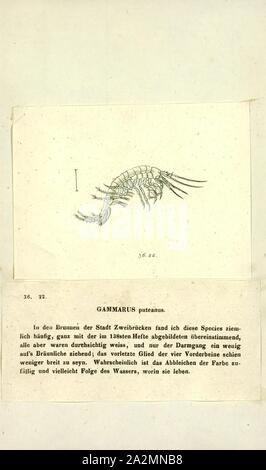 Gammarus puteanus, Drucken, Gammarus ist ein amphipod crustacean Gattung aus der Familie Gammaridae. Es enthält mehr als 200 beschriebenen Arten und ist damit einer der am meisten speciose Gattungen von Krebstieren. Verschiedene Arten unterschiedliche optimale Bedingungen, insbesondere in bezug auf die Salinität und unterschiedliche Toleranzen; Gammarus pulex, zum Beispiel, ist ein reines Süßwasser-Arten, während Gammarus locusta ist Mündungs-, nur Leben, wo der Salzgehalt ist größer als 25. Stockfoto