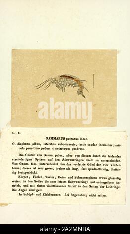 Gammarus puteanus, Drucken, Gammarus ist ein amphipod crustacean Gattung aus der Familie Gammaridae. Es enthält mehr als 200 beschriebenen Arten und ist damit einer der am meisten speciose Gattungen von Krebstieren. Verschiedene Arten unterschiedliche optimale Bedingungen, insbesondere in bezug auf die Salinität und unterschiedliche Toleranzen; Gammarus pulex, zum Beispiel, ist ein reines Süßwasser-Arten, während Gammarus locusta ist Mündungs-, nur Leben, wo der Salzgehalt ist größer als 25. Stockfoto
