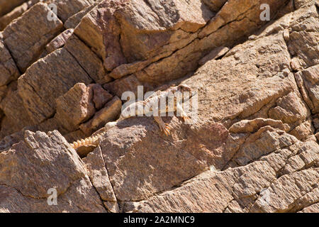 Weibchen von uromastyx Ornata - verzierte mastigure נקבת חרדון צב הדור verzierten Mastigure-Uromastyx ornata - חרדון צב הדור Stockfoto