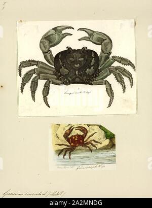 Gecarcinus ruricola, Drucken, Gecarcinus ruricola ist eine Pflanzenart aus der Gattung der terrestrischen Krabbe. Es ist das Land der Karibik Landkrabben und wird von der westlichen Kuba über die Antillen gefunden so weit östlich wie Barbados. Allgemeine Namen für G. ruricola gehören die Lila land Crab, schwarze Land Crab, rote Land Krabben, und Zombie Krabbe Stockfoto