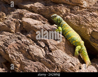 Männliche von uromastyx Ornata - kunstvoll verzierten mastigure Mastigure-Uromastyx ornata - חרדון צב הדור Stockfoto