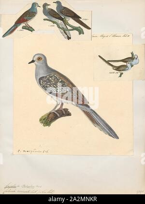 Geopelia cuneata, Ausdrucken, die Diamond dove (Geopelia Cuneata) ist ein Bewohner Vogel in Australien. Die Taube besteht überwiegend in Gebieten in der Nähe von Wasser, die aber leicht ariden oder semiariden in der Natur, Zentral-, West und Nord Australien. Sie sind eine der kleinsten Australiens Tauben zusammen mit der friedlichen Taube. Sie haben gelegentlich im südlichen Australien in Parks und Gärten beschmutzt, als das Zentrum von Australien sehr trocken ist., 1824-1839 Stockfoto
