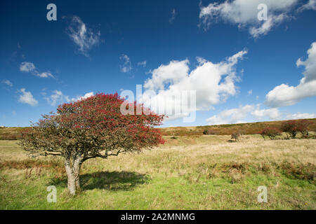 Eine gemeinsame Hawthorn tree, Cretaegus Moschata, beladen mit reife Beeren, die durch die vorherrschenden Winde, die auf einem Hügel oberhalb von Chesil Beach geformt wurde. Stockfoto