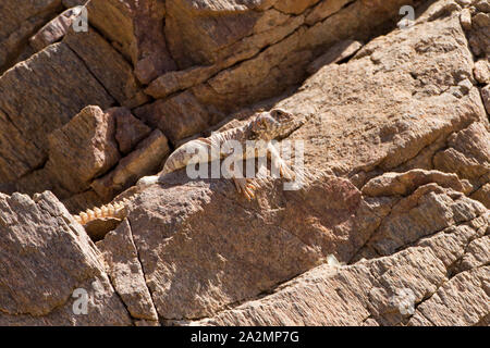 Weibchen von uromastyx Ornata - verzierte mastigure נקבת חרדון צב הדור verzierten Mastigure-Uromastyx ornata - חרדון צב הדור Stockfoto