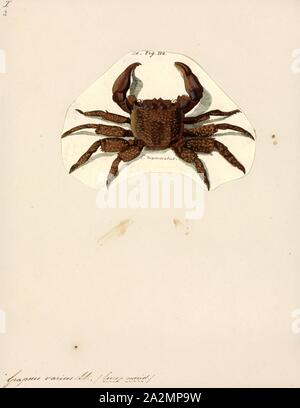 Grapsus Varius, Drucken, Pachygrapsus marmoratus ist eine Pflanzenart aus der Gattung der Krabbe, manchmal die marmorne Felsen marmoriert Krabben oder Krebse, die in das Schwarze Meer, das Mittelmeer und der Atlantik Leben genannt. Es ist dunkel violett braun, mit gelben Marmorierung, und mit einem Körper bis zu 36 mm (1.4 in.) lang. Eine semiterrestrial Allesfresser, er ernährt sich von Algen und verschiedene Tiere wie Muscheln und napfschnecken Stockfoto