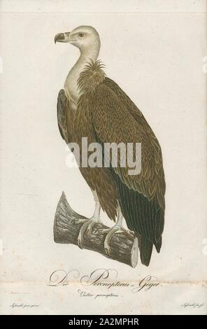 Tylose in fulvus, Ausdrucken, die Gänsegeier (Tylose in Fulvus) ist eine große, alte Welt Geier in der Raubvogel Familie Accipitridae. Es wird auch als die Eurasische Griffon bekannt. Es ist nicht zu verwechseln mit einer anderen Spezies, Gänsegeier Rüppell's (Tylose in Rueppellii). Es ist eng mit dem Weiß-backed Vulture (Tylose in AFRICANUS)., 1800-1812 Stockfoto