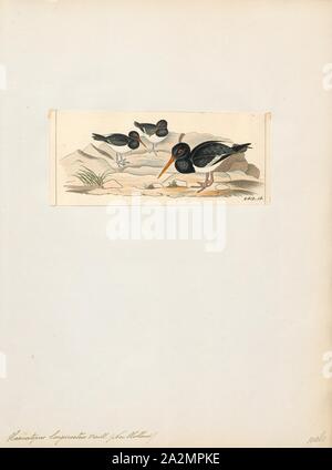 Haematopus longirostris, Ausdrucken, die pied Austernfischer (Haematopus longirostris) ist eine Pflanzenart aus der Gattung der Austernfischer. Es ist ein Planschbecken Vogel in Australien und allgemein auf die Küste gefunden. Die ähnlichen South Island pied Austernfischer (H. finschi) in Neuseeland auftritt., 1820-1860 Stockfoto