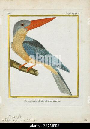 Halcyon capensis, Drucken, der Storch-billed Kingfisher (Pelargopsis capensis), ist ein Baum Kingfisher ist aber dünn in den tropischen Indischen Subkontinent und Südostasien verbreitet, von Indien bis Indonesien. Der Eisvogel ist ansässig in ihrer gesamten Bandbreite Stockfoto