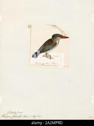 Halcyon chelicuti, Drucken, die gestreifte Kingfisher (Halcyon chelicuti) ist eine Pflanzenart aus der Unterfamilie der Baum Kingfisher. Es wurde zuerst von Edward, Lord Stanley beschrieben, in Salz die Reise nach Abessinien 1814 als "Kingfisher" Chelicut Alaudo Chelicuti., 1845-1863 Stockfoto