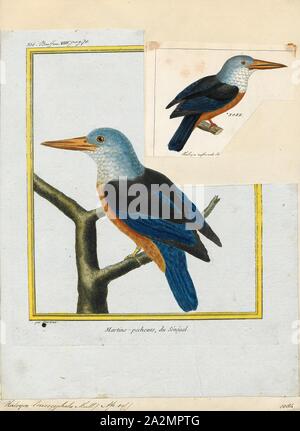 Halcyon leucocephala, Drucken, graue Kingfisher (Halcyon leucocephala) hat eine breite Verteilung von den Kapverdischen Inseln vor der Nordwestküste von Afrika Mauretanien, Senegal und Gambia, Osten, Äthiopien, Somalia und im südlichen Arabien und im Süden an Südafrika., 1700-1880 Stockfoto