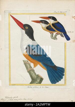 Halcyon pileata, Ausdrucken, die Black-capped Kingfisher (Halcyon Pileata) ist ein Baum Kingfisher der weit im tropischen Asien vertrieben aus Indien Osten nach China, Korea und Südostasien. Das Nördlichste der Halcyonidae ansässig ist über viel von seiner reichen, aber nördlichen Populationen sind Zugvögel und sie überwintern südlich von ihrer Reichweite nach Sri Lanka, Thailand, Borneo und Java. Es ist unverkennbar, dass eine Schwarze Kappe, die mit weißlicher Kehle Kontraste, violett blau Flügel und die Korallen rot Rechnung. Die Art ist vor allem in den Küsten- und mangrove Lebensräumen kann aber manchmal weit gefunden werden Stockfoto