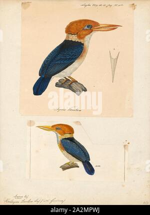 Halcyon torotoro, Drucken, die yellow-billed Kingfisher (Syma torotoro) ist eine mittelgroße (Länge 20 cm, flügelspannweite 29 cm, Gewicht 40 g) Baum Eisvogel., 1700-1880 Stockfoto