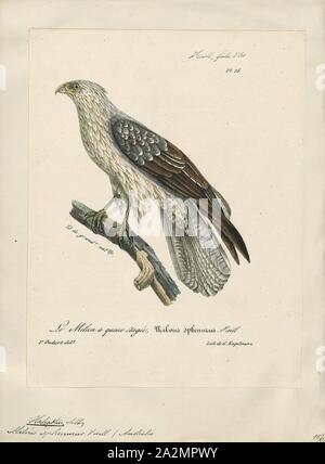 Haliastur sphenurus, Drucken, das Pfeifen Kite (Haliastur sphenurus) ist eine mittelgroße tagaktive Raptor in Australien (einschließlich der Inseln), Neukaledonien gefunden und viel von Neuguinea (ohne die zentrale Berge und den Nordwesten). Auch die Pfeifen Pfeifen Adler oder Falke genannt, es ist für seine lautes Pfeifen, die es oft in Flug gibt benannt. Einige Behörden haben diese Arten in der Gattung Milvus, obwohl deutliche Unterschiede im Verhalten, Stimme und Gefieder zwischen dieser Art und anderen Mitgliedern dieser Gattung., 1825-1834 Stockfoto