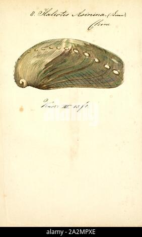 Haliotis asinina, Drucken, Haliotis asinina, Common Name des ass-Ohr Abalone, ist eine ziemlich große Arten von Seeschnecke, eine tropische aus der Familie der Haliotidae, Seeohren, auch bekannt als seeohren oder PAUA. Sowohl der gemeinsame Name und der wissenschaftliche Name sind auf die Form der Shell, die lange, schmale und gekrümmte, ähnelt die Form des Ohres Esel Stockfoto