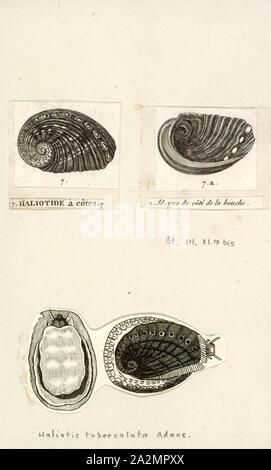 Haliotis tuberculata, Drucken, die grüne Seeohren (Haliotis tuberculata) ist ein im Nordosten Arten im Atlantik und im Mittelmeer der Seeschnecke, einer Küstenstadt aus der Familie der Haliotidae, seeohren oder seeohren Schnecken Stockfoto