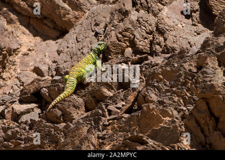 Männliche von uromastyx Ornata - kunstvoll verzierten mastigure Mastigure-Uromastyx ornata - חרדון צב הדור Stockfoto