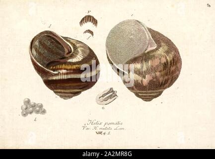 Helix pomatia, Drucken, Helix pomatia, allgemeinen Namen der Römischen Schnecke, Weinbergschnecken, weinbergschnecke oder Escargot, ist eine Pflanzenart aus der Gattung der Großen, Essbar, Atemluft- land Schnecke, ein lungenschnecken gastropode Terrestrische Weichtiere in der Familie Helicidae. Es ist eine europäische Arten. In der Englischen Sprache durch den französischen Namen escargot aufgerufen wird, wenn sich in der Küche (Escargot bedeutet einfach "Schnecke") verwendet. Obwohl diese Arten als Nahrungsmittel geschätzt wird, ist es schwierig zu pflegen und selten kommerziell gezüchteten Stockfoto