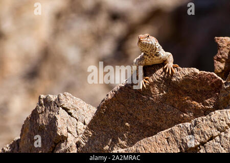 Weibchen von uromastyx Ornata - verzierte mastigure נקבת חרדון צב הדור verzierten Mastigure-Uromastyx ornata - חרדון צב הדור Stockfoto