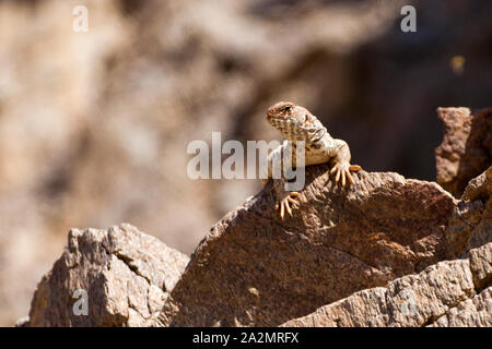 Weibchen von uromastyx Ornata - verzierte mastigure נקבת חרדון צב הדור verzierten Mastigure-Uromastyx ornata - חרדון צב הדור Stockfoto