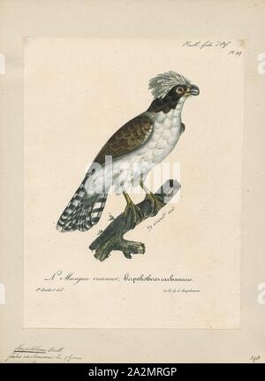 Herpetotheres cachinnans, Drucken, die lachende Falcon (Herpetotheres cachinnans), auch genannt die Schlange Hawk (fälschlicherweise, denn es ist nicht ein Falke), ist ein mittelgrosser Greifvogel in der Falcon-Familie (falconidae), das einzige Mitglied der Gattung Herpetotheres. Diese NEOTROPISCHER Arten ist ein Spezialist snake-Esser. Ihre gemeinsame und wissenschaftlichen Namen sowohl auf seine unverwechselbare Stimme., 1825-1834 Stockfoto