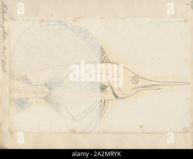 Histiophorus gladius, Drucken, 1700-1880 Stockfoto